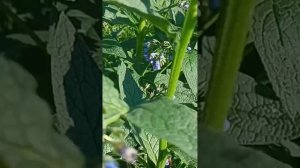 пчела 🐝 и окопник 24 мая 2025