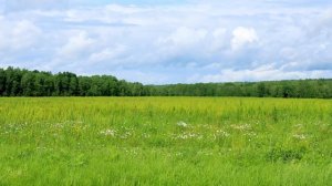 Русское поле