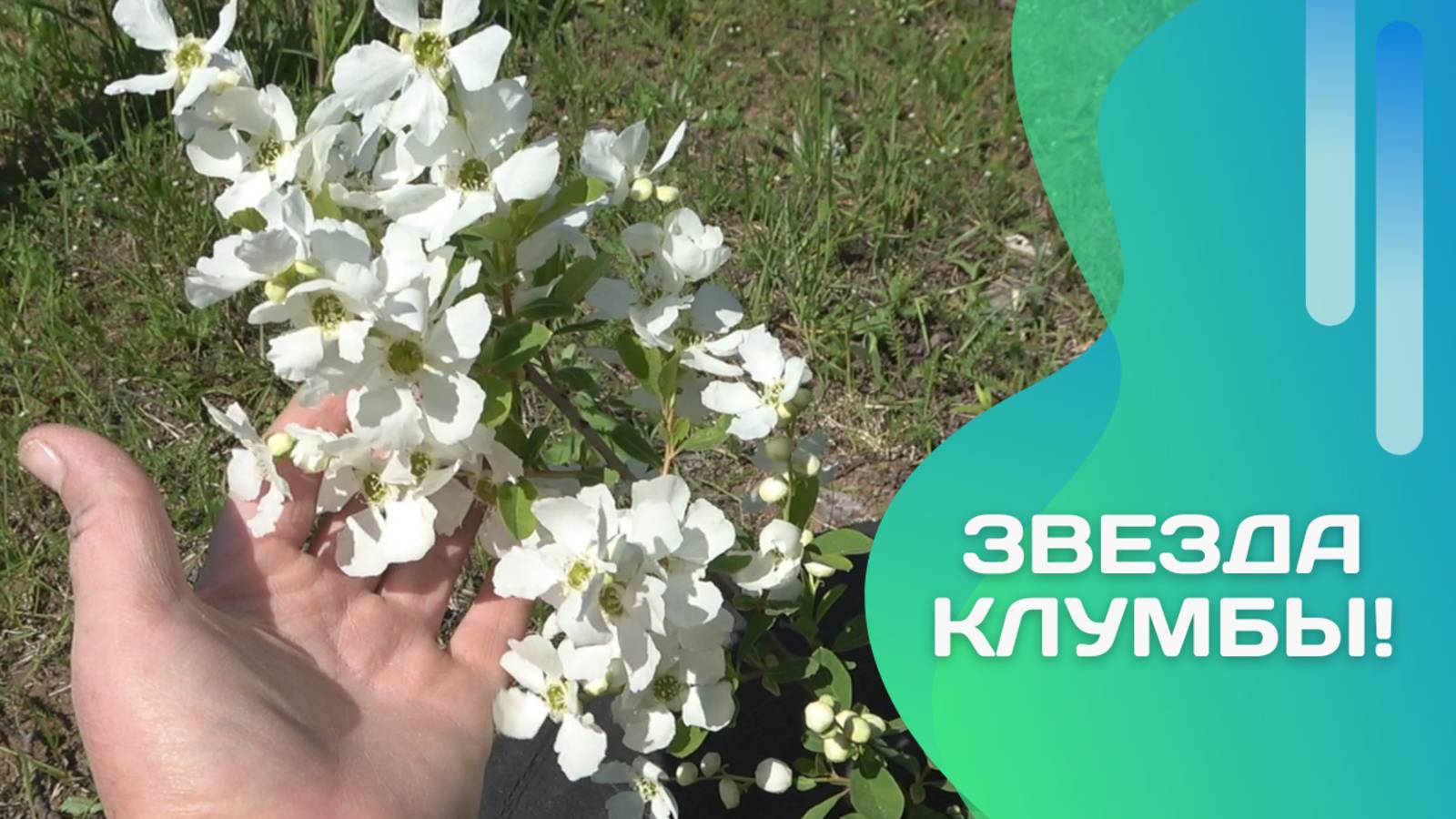 Эффектная, редкая, выносливая — почему экзохорда достойна вашего сада?