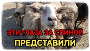 Просто развлекательное видео про овечек!☺️