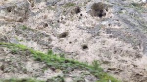 Зеркальный барс 19.06.25.