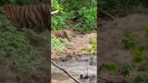Видео встречи с амурским тигром записал охотник в лесу