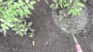 Подкормка рассадных помидоров