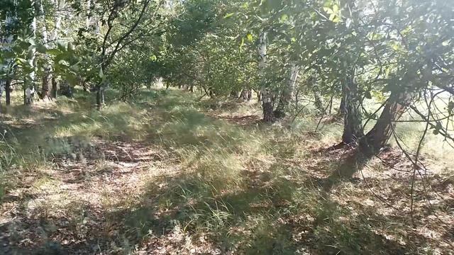 звуки природы.звуки леса.в деревне.