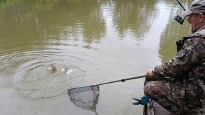 Поимка сомика