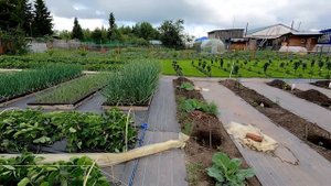 Все ПЛЮСЫ и МИНУСЫ агроткани 👨🏻🌾
