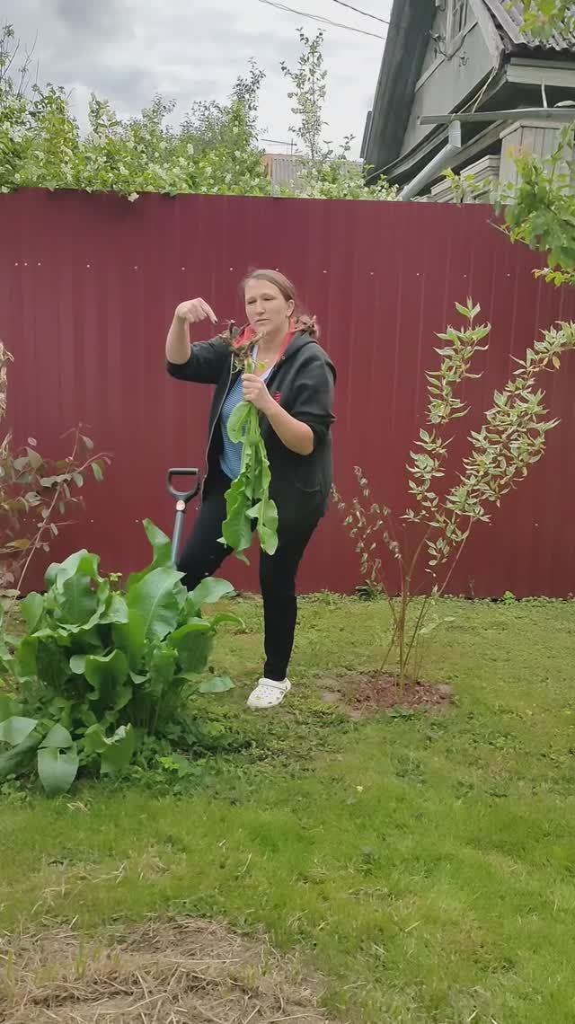 С Днём хрена, друзья! 🌿