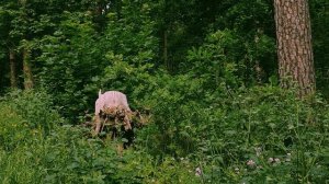 Природа, Лес, Тольятти (18.06.2025)