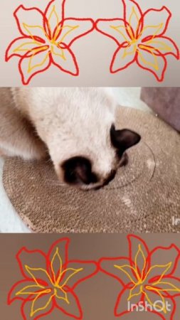 Кошка🐱Ладушка😂танцует💃💃💃 #смешныекоты #котики #прикольные #симпатяга кошечка