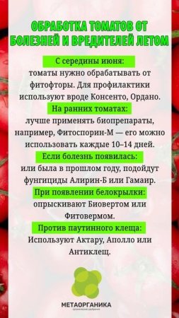 Обработка томатов от болезней и вредителей летом 2025
