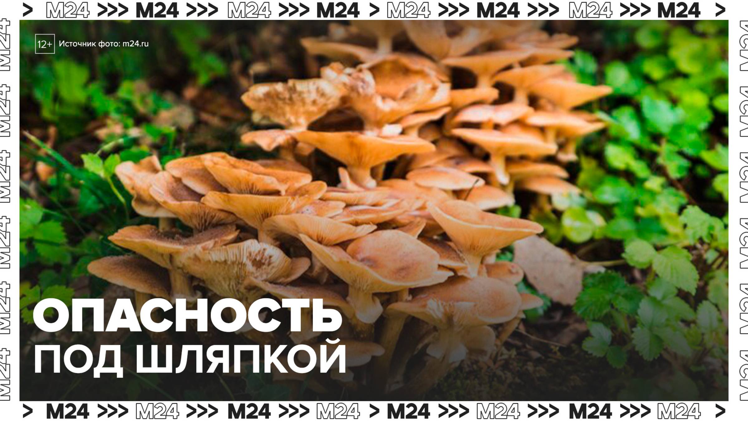 Ребенок отравился неизвестным грибом в Подмосковье - Москва 24