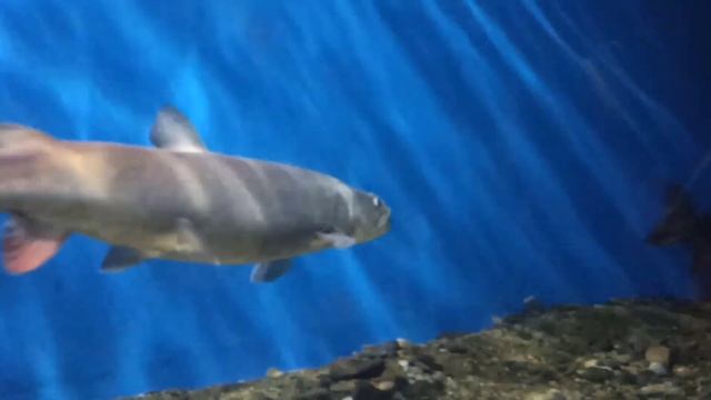 Большое Путешествие. На льду Байкала в Листвянке. Захватывающий вид истока Ангары.