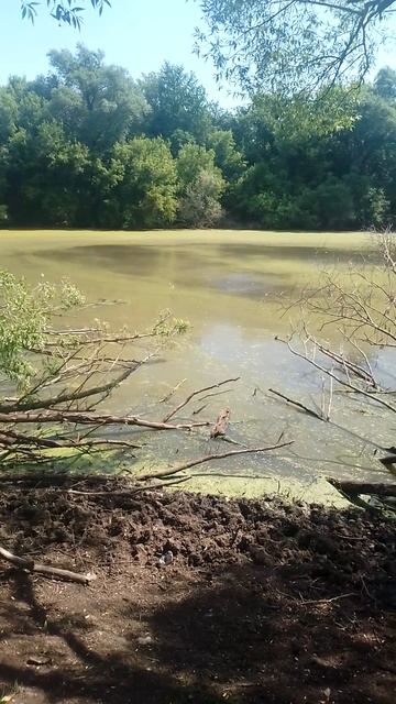 болото в деревне
