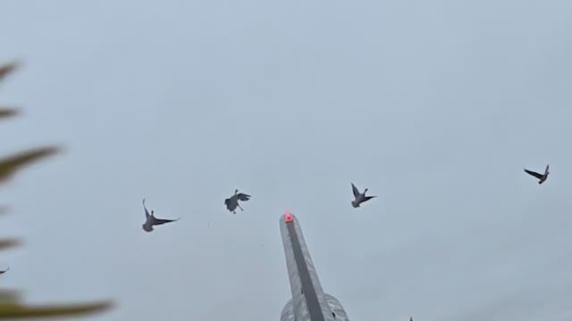 Охота на гуся. Прекрасный налет и море движухи. смотреть онлайн