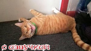 Приколы с котами! - С ОЗВУЧКОЙ! Самые смешные животные! Смешные Коты рвут зал