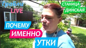 939 серия 20.06.25  Почему у нас именно мускусные утки? Жизнь в станице Динская после переезда на Юг