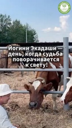 Кормим коров онлайн 22 июня 15:00 мск на Йогини экадаши