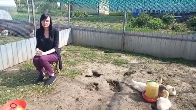 Почему у гуся красные лапки? смотреть онлайн