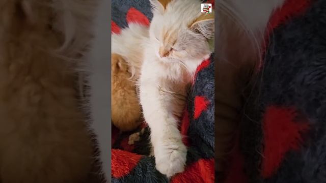 Доброе утро Ребята 🌞😽❤️😽🍼🐈🐈🐈🐈🐈