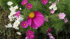 Земля моя цветущая