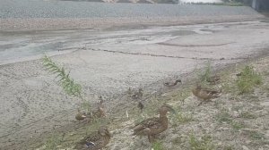 Голуби наглеют и отбирают у уток еду