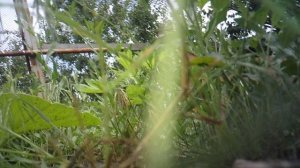 Фрагмент ручной прополки огорода возле лунки с тыквой ГОЛИАФ