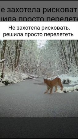 Котенок.