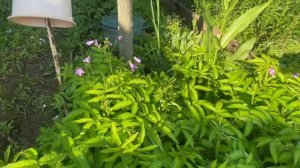 Декоративный лук и Княженика не уживаются на одной грядке