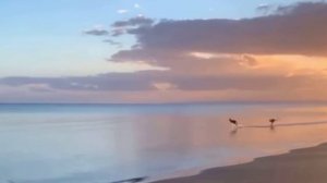 Австралийские дельфины🐬😄