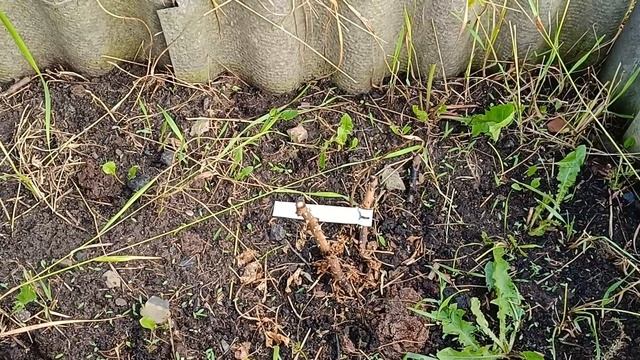 Причины гибели роз из нового питомника. Мои выводы #розы #цветы #растения #сад #розыизпитомника
