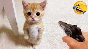 Смешные коты 2025 😸Лучшие приколы с кошками😸 Кошки😸 Животные😸Собаки🐺 Смешное видео!