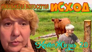 Июньская котосерия. Исход
