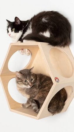 Красота и котики спасут мир