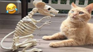 Смешные коты 2025 Кошки😸 Животные😸Собаки🐺 Смешное видео!😸Лучшие приколы
