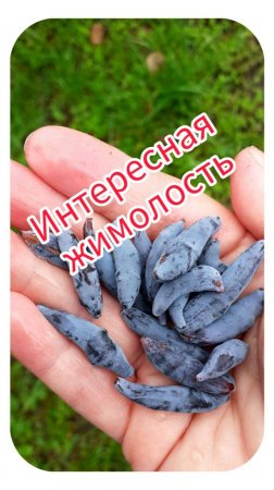 Интересная жимолость