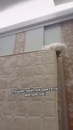 Кот и матрас