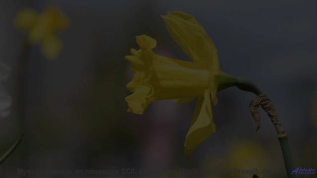 Поля колышутся в ритме! - INVOCACION A LOS ANUNNAKIS -- Compadre Locura -- A CUCHI CUCHI