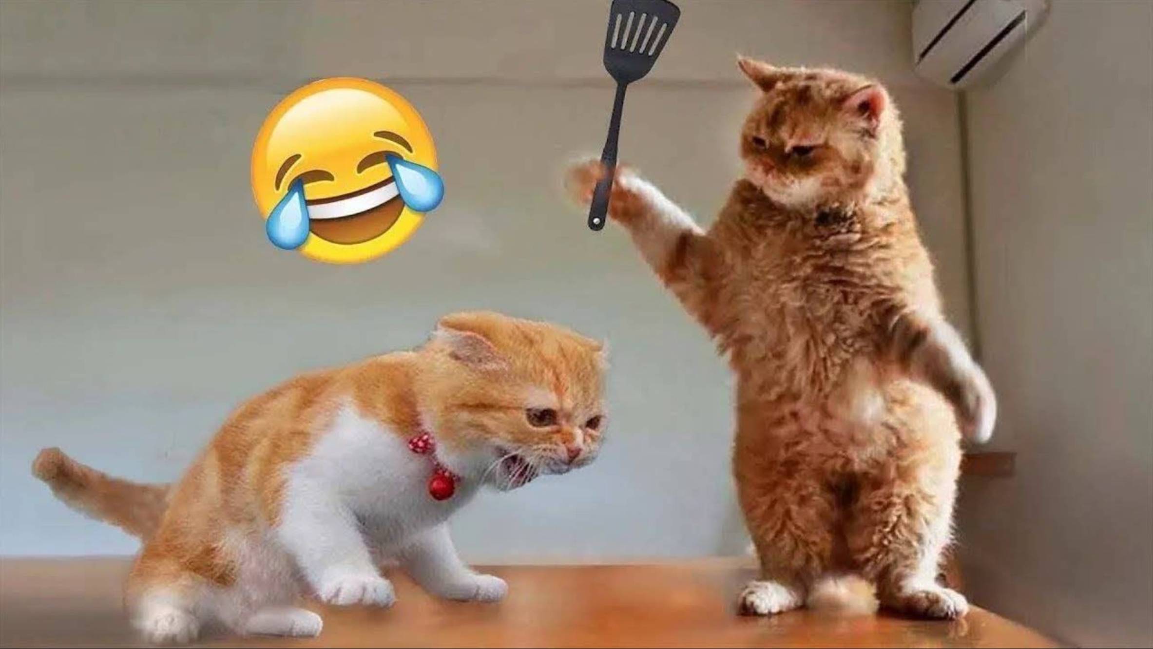 Смешные животные 2025 🐺Я РЖАЛ ДО СЛЕЗ 🐱 60 МИНУТ СМЕХА 😸🐺ЛУЧШИЕ ПРИКОЛЫ  С КОТАМИ И СОБАКАМИ