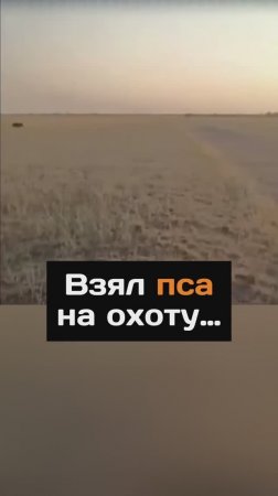 Взял пса на охоту...