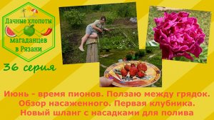 Время пионов.Ползаю между грядок.Обзор насаженного.Первая клубника.Новый шланг с насадками.36 серия