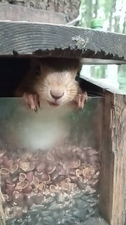 Белка и кормушка