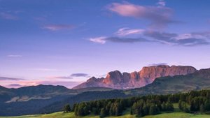 Где в России растут берёзы география и регионы распространения