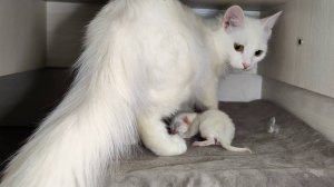 Новорожденный котенок. Как мама-кошка общается со своим новорожденным котенком. Интересные моменты.
