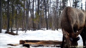 Видео с фотоловушек Национального парка "Ленские Столбы"
