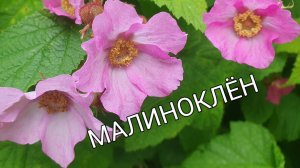 Кустарник, который может вырасти до 3 метров.