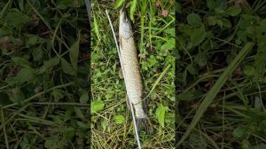 Тестирую новый твиченговый комплект. Shimano Poison Adrena 24 1610M + Metanium 24 dc. Поймал щуку.