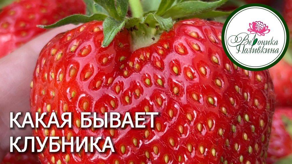КАКАЯ КЛУБНИКА БЫВАЕТ