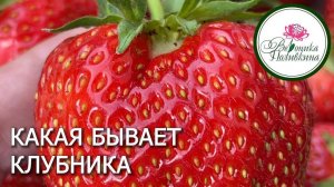 КАКАЯ КЛУБНИКА БЫВАЕТ