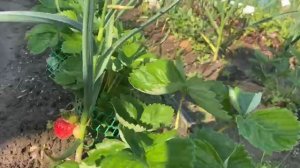 Клубника крупная, жаль что сорт точно не знаю