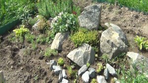 Клумба каменная горка или наш Альпинарий